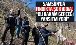 Samsun'da fındık rekoltesi için şok iddia: “Bu rakam gerçeği yansıtmıyor!”