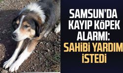 Samsun’da kayıp köpek alarmı: Sahibi yardım istedi
