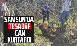 Samsun'da inek için seferberlik! Tesadüf can kurtardı