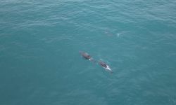 Samsun’da yunusların büyüleyici anları!