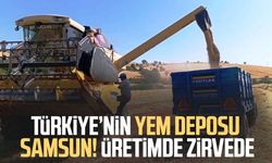Türkiye’nin yem deposu Samsun! Üretimde zirvede