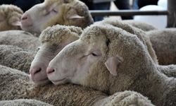 2026 KURBAN BAYRAMI | Kurban Bayramı hangi gün?