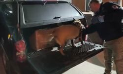 Samsun'da narkotik ekiplerinden dev operasyon!