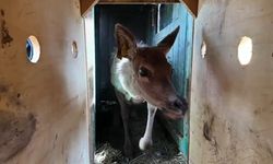 Samsun’dan Ordu’ya kızıl geyik sevkiyatı sürüyor!