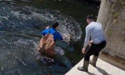 Samsun’da sulama kanalına düşen karaca kurtarıldı!