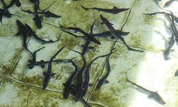 Çiple Karadeniz'e salınacak! 2 bin dolardan satılıyor