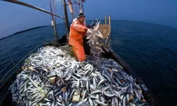 Yakakent’te balıkçılık ve mutfak ilişkisi