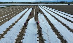 Bafra’da bereket umudu: Kavun ve karpuz fideleri toprakta