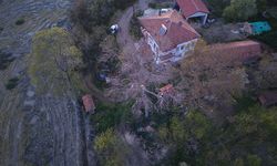 Samsun'da bu bahçeyi gören şaşırıyor! 24 leylek yaşıyor