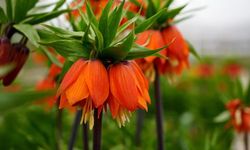 Bu çiçeği koparmanın cezası 700 bin TL!