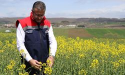 Çiftçiye can suyu! Samsun'da stratejik ürünlere destek