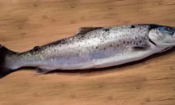 Ladik’te Göl Balıkları ve Özel Tarifler