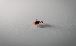 Karadeniz'de kene alarmı! Bu belirtiler varsa dikkat