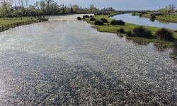 Kızılırmak Deltası Kuş Cenneti canlandı, ziyaretçi akını başladı