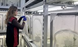 Kokarcaya karşı gizli silah! Samsun’da üretim başladı