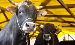 Kurban Bayramı öncesi yeni tedbir!