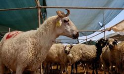 Kurban vekalet ücretleri belli oldu