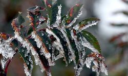 Meteoroloji’den Samsun'a kritik zirai don uyarısı!