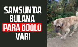 Salıpazarı’nda kayıp çoban köpeği! Bulana para ödülü
