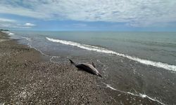 Samsun Atakum sahilinde tedirgin eden görüntü!