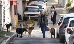 Samsun’da 4 ilçe birleşti! Sahipsiz hayvanlar için kritik karar