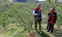 Samsun’da fındıkta verimi artıran model!