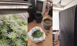Samsun'da jandarmadan zehir baskını! Kenevir serası ortaya çıktı