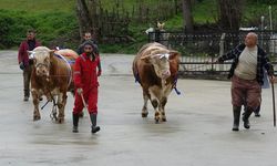 Samsun'da kurbanlık fiyatı dudak uçuklattı, hediyesi şaşırttı!