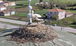 Samsun’da leyleklerin 15 yıldır adresi değişmedi