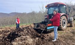 Samsun’da Nebiyan fasulyesi tarlalarında hazırlık zamanı