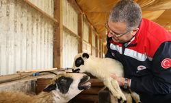 Samsun'da organik üretime yakın takip