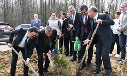 Samsun'da ormanlar ağaçlandırılıyor