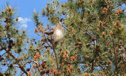 Samsun'da ormanlar için tehlike çanları çalıyor!