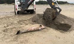 Samsun'da sahile ölü yunus vurdu! Ekipler inceledi
