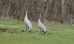 Samsun’da doğanın zarif misafirleri için seferberlik