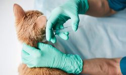 Samsun'dan dikkat çeken çağrı! "O aşı durdurulsun"