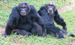 Şempanzeler arasında 'iç savaş': 24 ölü