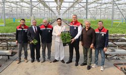 Topraksız tarımda büyük başarı! Samsun’da ilk hasat