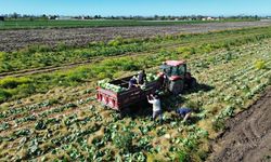 Samsun'da 175 bin tonluk dev rekolte beklentisi: Hasatta sona gelindi