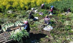 Samsun’da pırasada rekolte yüzleri güldürdü!