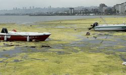 Samsun Kurupelit Marina'daki "deniz marulu" sorununa neşter!