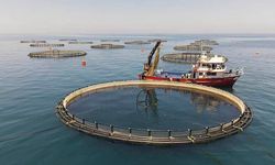 Yakakent’te Deniz ve Balık Kültürü
