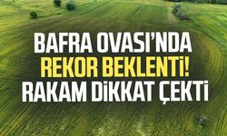 Bafra Ovası’nda rekor beklenti! Rakam dikkat çekti