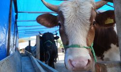 Kurban etinde bu işaretlere dikkat! Samsun'da uzmandan kritik uyarı