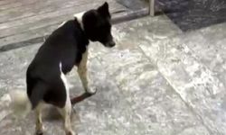 Samsun'da görenleri şaşırtan köpek! Kendini at sanıyor