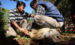 Samsun'da HAYTAP'tan 'acısız' kurban kesimi çağrısı