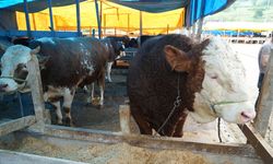 Samsun'da kurban pazarının yıldızı "Paşa"! Fiyatı dudak uçuklatıyor