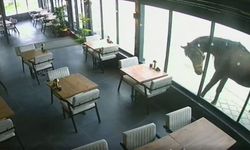 Samsun’da şaşkına çeviren anlar! Yılkı atı kafeye daldı