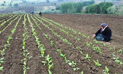 Samsun’da üreticinin umudu tütünde! Fiyatlar yükseldi