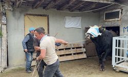 Samsun’dan İstanbul’a kurbanlık mesaisi başladı
